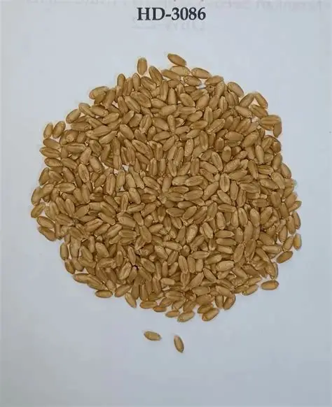 Certified Wheat Seed